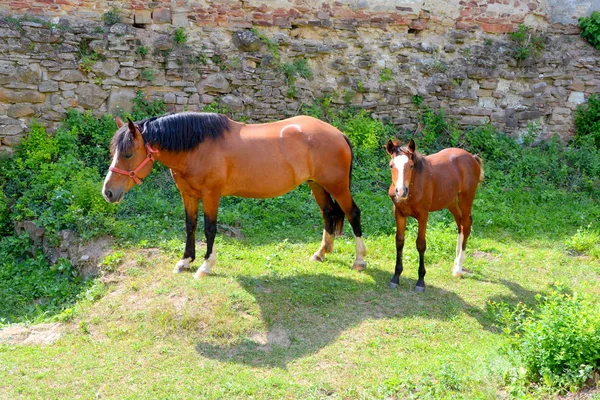 Horse Typical Rural Landscape Plains Transylvania Romania Green Landscape Midsummer — Stock Photo, Image