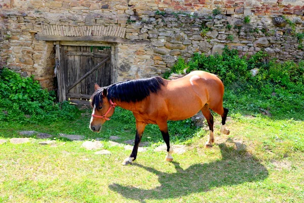 Koně Typická Venkovská Krajina Pláních Sedmihradsko Rumunsko Zelená Krajina Období — Stock fotografie