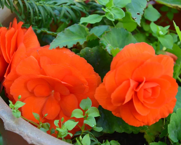 Red Begonia Nice Flowers Garden Midsummer Sunny Day Green Landscape — Stock Photo, Image