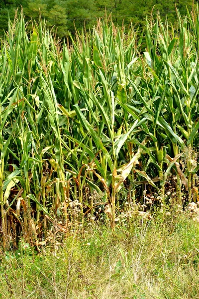 Maisfeld Einem Dorf Transsilvanien Erntezeit — Stockfoto