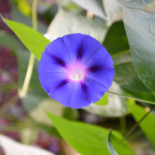 Bom Dia Glory Flores Bonitas Jardim Meados Verão Dia Ensolarado — Fotografia de Stock