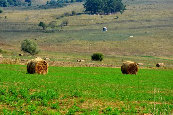 Hora Colheita Paisagem Rural Típica Nas Planícies Transilvânia Roménia Paisagem — Fotografia de Stock