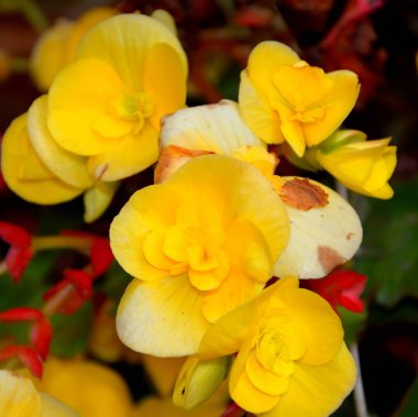 Sarı Begonya. Yaz ortası, güneşli bir gün Bahçe en güzel çiçekler. Yeşil manzara