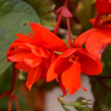 Kırmızı Begonya. Yaz ortası, güneşli bir gün Bahçe en güzel çiçekler. Yeşil manzara
