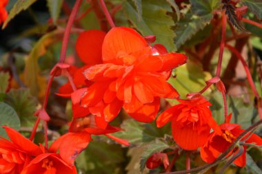 Kırmızı Begonya. Yaz ortası, güneşli bir gün Bahçe en güzel çiçekler. Yeşil manzara