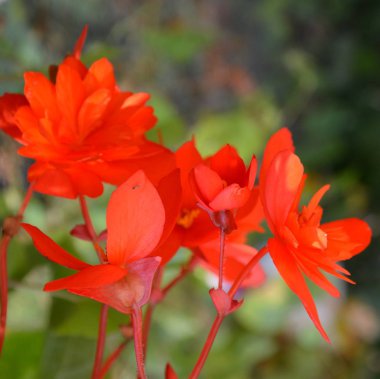 Kırmızı Begonya. Yaz ortası, güneşli bir gün Bahçe en güzel çiçekler. Yeşil manzara