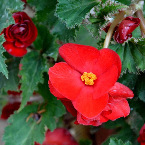 Begonia Roja Bonitas Flores Jardín Pleno Verano Día Soleado Paisaje — Foto de Stock