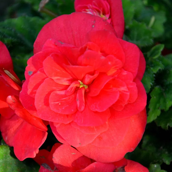 Red Begonia Flores Bonitas Jardim Meados Verão Dia Ensolarado Paisagem — Fotografia de Stock