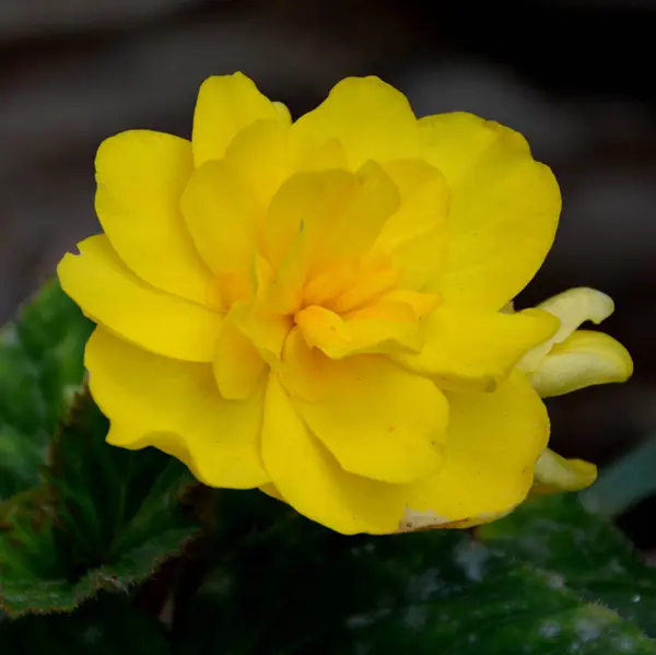 Yellow Begonia Nice Flowers Garden Midsummer Sunny Day Green Landscape — Stock Photo, Image