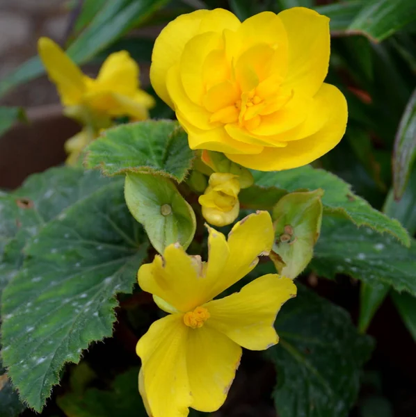 Yellow Begonia Nice Flowers Garden Midsummer Sunny Day Green Landscape — Stock Photo, Image
