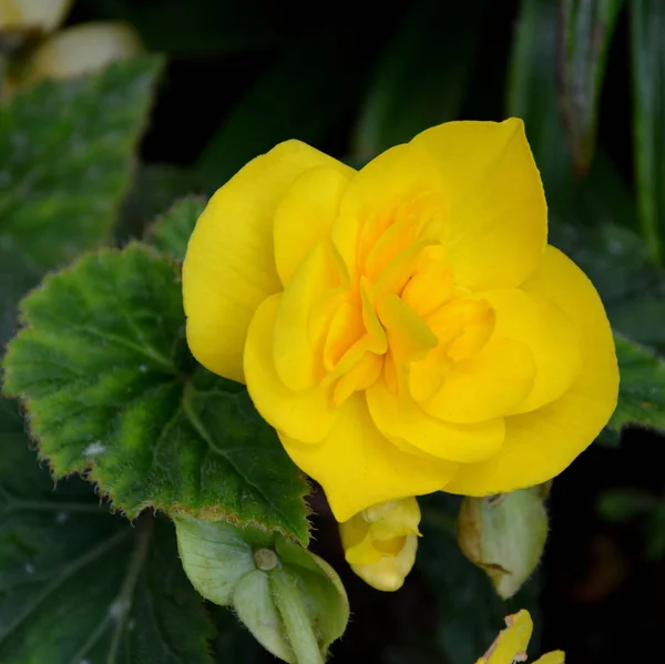 Yellow Begonia Nice Flowers Garden Midsummer Sunny Day Green Landscape — Stock Photo, Image