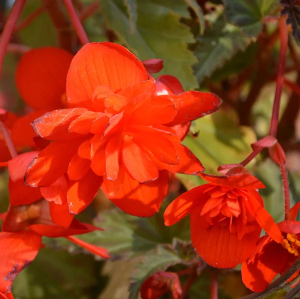 Red Begonia Jolies Fleurs Dans Jardin Milieu Été Par Une — Photo