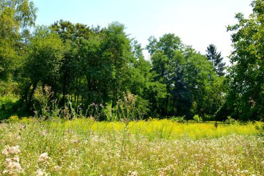 Transilvanya, Romanya köyü Apold ve saesd ovalarında tipik kırsal manzara. Yaz ortasında güneşli bir gün içinde yeşil manzara