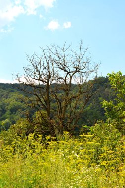 Transilvanya, Romanya, Plains Apold köyünde tipik kırsal manzara. Yaz ortasında güneşli bir gün içinde yeşil manzara