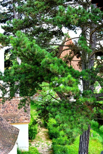 Typische Ländliche Landschaft Der Ebene Von Siebenbürgen Rumänien Dorf Apold — Stockfoto