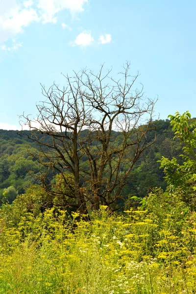 Paisagem Rural Típica Nas Planícies Transilvânia Romênia Aldeia Apold Paisagem — Fotografia de Stock