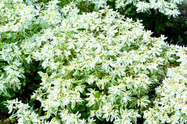 Transilvanya, Romanya, Plains Apold köyünde tipik kırsal manzara. Yaz ortasında güneşli bir gün içinde yeşil manzara