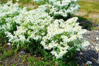 Transilvanya, Romanya, Plains Apold köyünde tipik kırsal manzara. Yaz ortasında güneşli bir gün içinde yeşil manzara