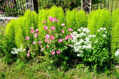 Transilvanya, Romanya, Plains Apold köyünde tipik kırsal manzara. Yaz ortasında güneşli bir gün içinde yeşil manzara