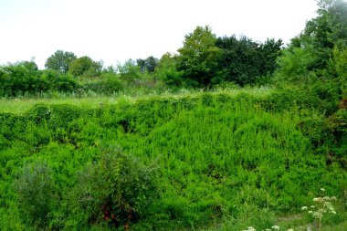 Transilvanya, Romanya, Plains Apold köyünde tipik kırsal manzara. Yaz ortasında güneşli bir gün içinde yeşil manzara