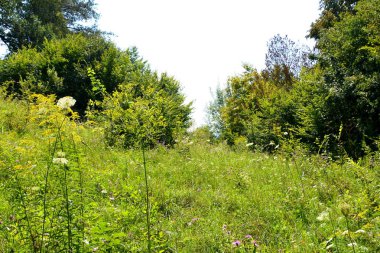 Transilvanya, Romanya, Plains Apold köyünde tipik kırsal manzara. Yaz ortasında güneşli bir gün içinde yeşil manzara