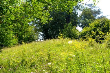 Transilvanya, Romanya, Plains Apold köyünde tipik kırsal manzara. Yaz ortasında güneşli bir gün içinde yeşil manzara
