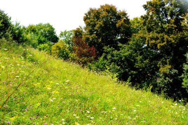 Transilvanya, Romanya, Plains Apold köyünde tipik kırsal manzara. Yaz ortasında güneşli bir gün içinde yeşil manzara
