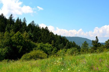 Tampa yakınındaki şehir Brasov dağ yolu. Tipik peyzaj Transilvanya, Romanya'nın ormanlarda. Yaz ortasında güneşli bir gün içinde yeşil manzara