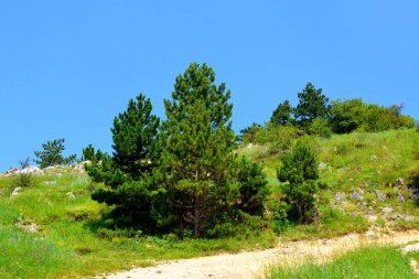 Tampa yakınındaki şehir Brasov dağ yolu. Tipik peyzaj Transilvanya, Romanya'nın ormanlarda. Yaz ortasında güneşli bir gün içinde yeşil manzara