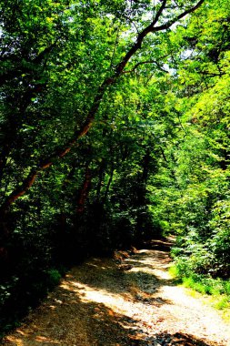 Tampa yakınındaki şehir Brasov dağ yolu. Tipik peyzaj Transilvanya, Romanya'nın ormanlarda. Yaz ortasında güneşli bir gün içinde yeşil manzara