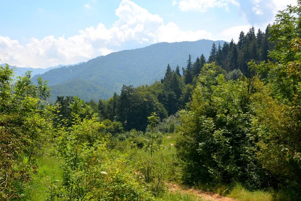 通往坦帕山的路 靠近布拉索夫市 典型的景观在特兰西瓦尼亚 罗马尼亚的森林 在仲夏的绿色景观 在阳光明媚的日子 — 图库照片