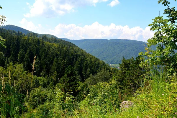 通往坦帕山的路 靠近布拉索夫市 典型的景观在特兰西瓦尼亚 罗马尼亚的森林 在仲夏的绿色景观 在阳光明媚的日子 — 图库照片