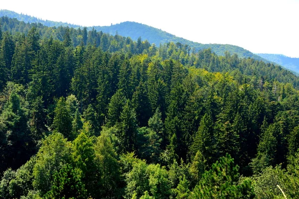 Tampa yakınındaki şehir Brasov dağ yolu. Tipik peyzaj Transilvanya, Romanya'nın ormanlarda. Yaz ortasında güneşli bir gün içinde yeşil manzara