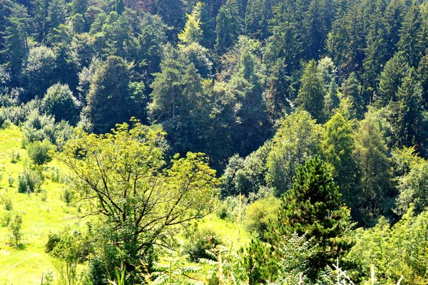 Дорога Горе Тампа Недалеко Города Брашов Типичный Пейзаж Лесах Трансильвании — стоковое фото