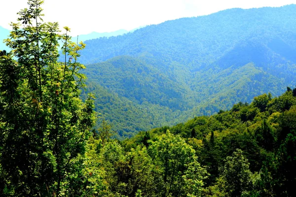 山の都市ブラショフの近くタンパへの道 ルーマニア トランシルバニアの森林の典型的な風景 真夏の晴れた日に緑の風景 — ストック写真