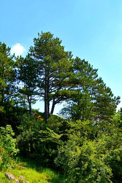 Camino Montaña Tampa Cerca Ciudad Brasov Paisaje Típico Los Bosques —  Fotos de Stock