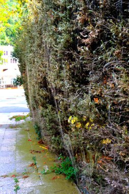 Safra Herculane Caras Severin County, Cerna Nehri vadisinde yer alan Rumen Banat bir spa yeridir