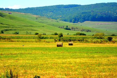 Zaman hasat. Transilvanya, Romanya ovalarında tipik kırsal manzara. Yaz ortasında güneşli bir gün içinde yeşil manzara