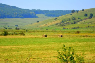 Zaman hasat. Transilvanya, Romanya ovalarında tipik kırsal manzara. Yaz ortasında güneşli bir gün içinde yeşil manzara