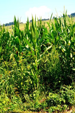Zaman hasat. Transilvanya, Romanya ovalarında tipik kırsal manzara. Yaz ortasında güneşli bir gün içinde yeşil manzara