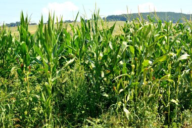 Zaman hasat. Transilvanya, Romanya ovalarında tipik kırsal manzara. Yaz ortasında güneşli bir gün içinde yeşil manzara