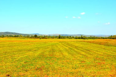 Zaman hasat. Transilvanya, Romanya ovalarında tipik kırsal manzara. Yaz ortasında güneşli bir gün içinde yeşil manzara
