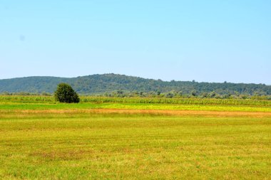 Zaman hasat. Transilvanya, Romanya ovalarında tipik kırsal manzara. Yaz ortasında güneşli bir gün içinde yeşil manzara