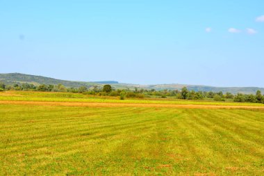 Zaman hasat. Transilvanya, Romanya ovalarında tipik kırsal manzara. Yaz ortasında güneşli bir gün içinde yeşil manzara