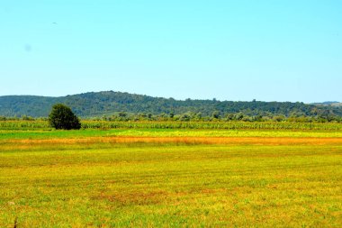 Zaman hasat. Transilvanya, Romanya ovalarında tipik kırsal manzara. Yaz ortasında güneşli bir gün içinde yeşil manzara