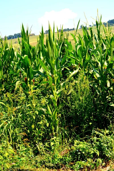 Zaman hasat. Transilvanya, Romanya ovalarında tipik kırsal manzara. Yaz ortasında güneşli bir gün içinde yeşil manzara