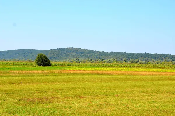 Zaman hasat. Transilvanya, Romanya ovalarında tipik kırsal manzara. Yaz ortasında güneşli bir gün içinde yeşil manzara