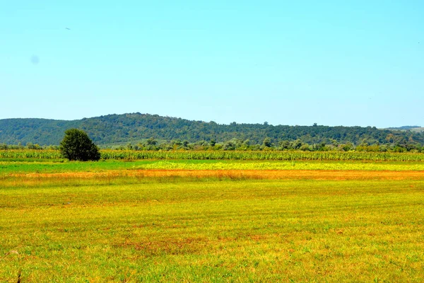 Zaman hasat. Transilvanya, Romanya ovalarında tipik kırsal manzara. Yaz ortasında güneşli bir gün içinde yeşil manzara