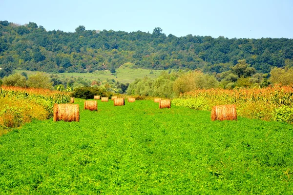 Skörd Tid Typiska Lantliga Landskapet Slätterna Transsylvanien Rumänien Gröna Landskap — Stockfoto