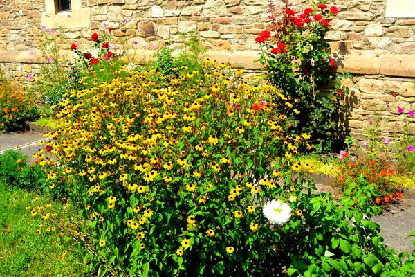 Jolies Fleurs Dans Jardin Milieu Été Par Une Journée Ensoleillée — Photo